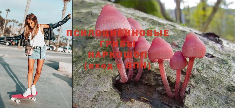 Псилоцибиновые грибы Cubensis  Буинск 